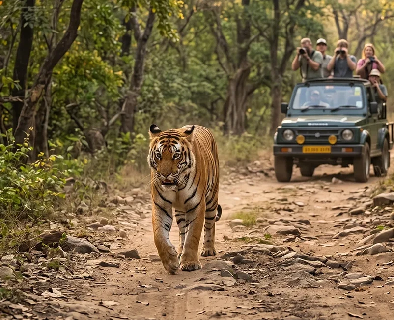 Ranthambore