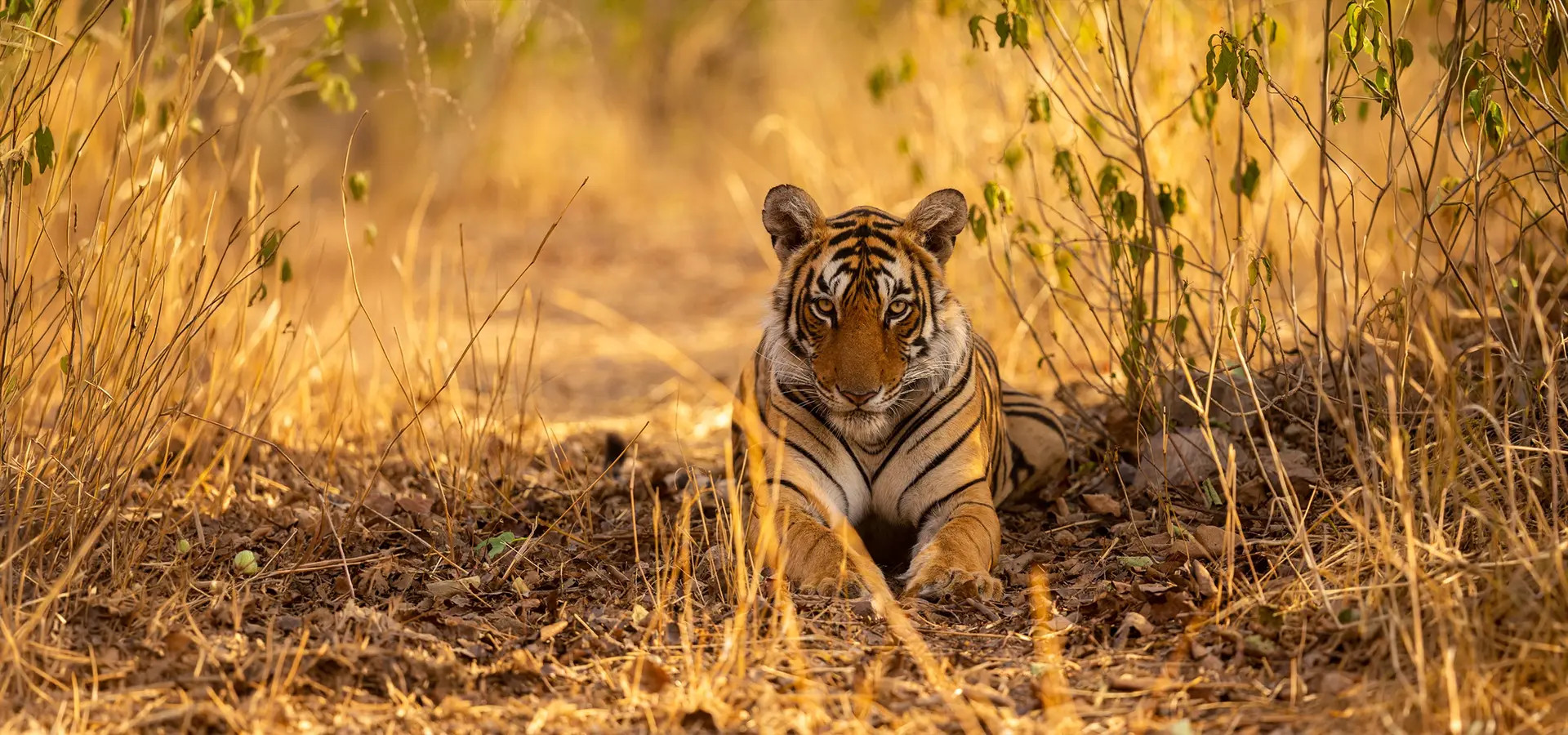 Corporate Reward Trip In Jim Corbett